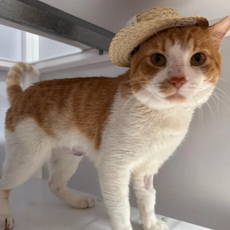 Goldy Locks thumbnail 2