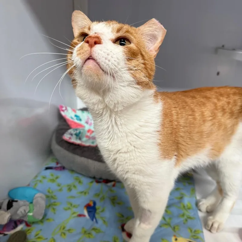 Goldy Locks thumbnail 3