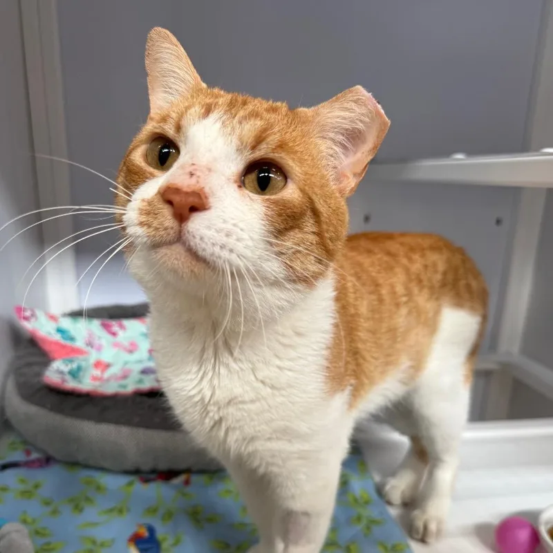 Goldy Locks thumbnail 4