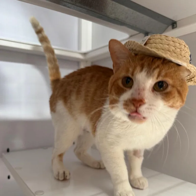 Goldy Locks thumbnail 5