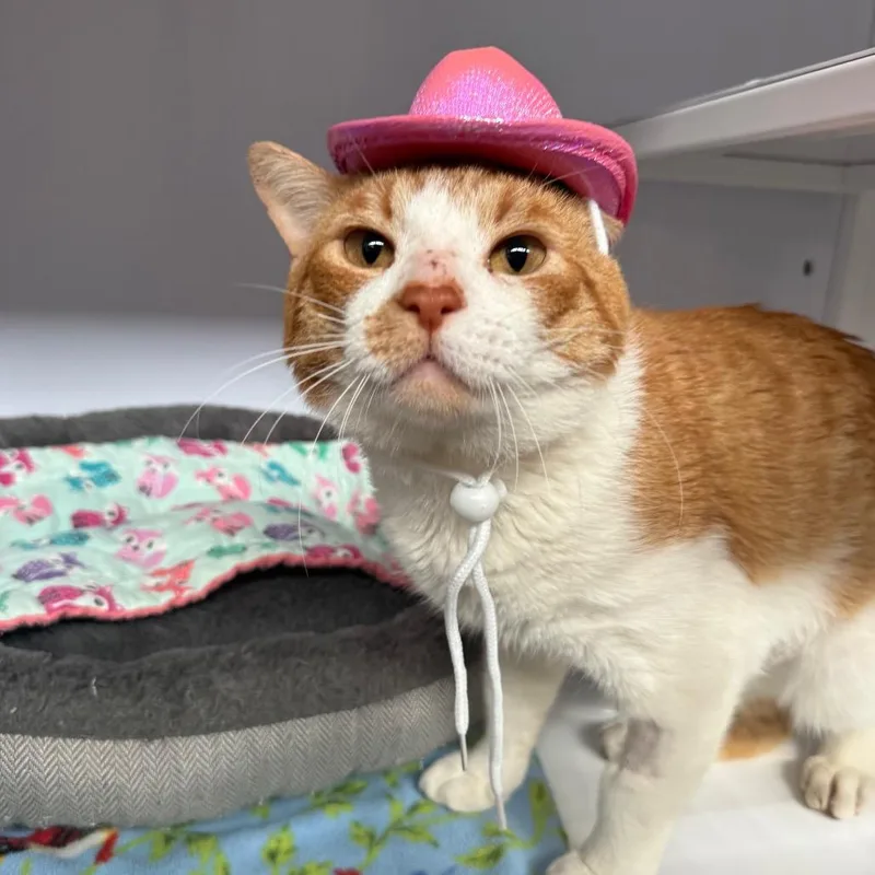 Goldy Locks thumbnail 6