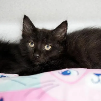 A baby small-sized male Black Domestic Short Hair cat named Shark Tooth for adoption in Atlanta, GA