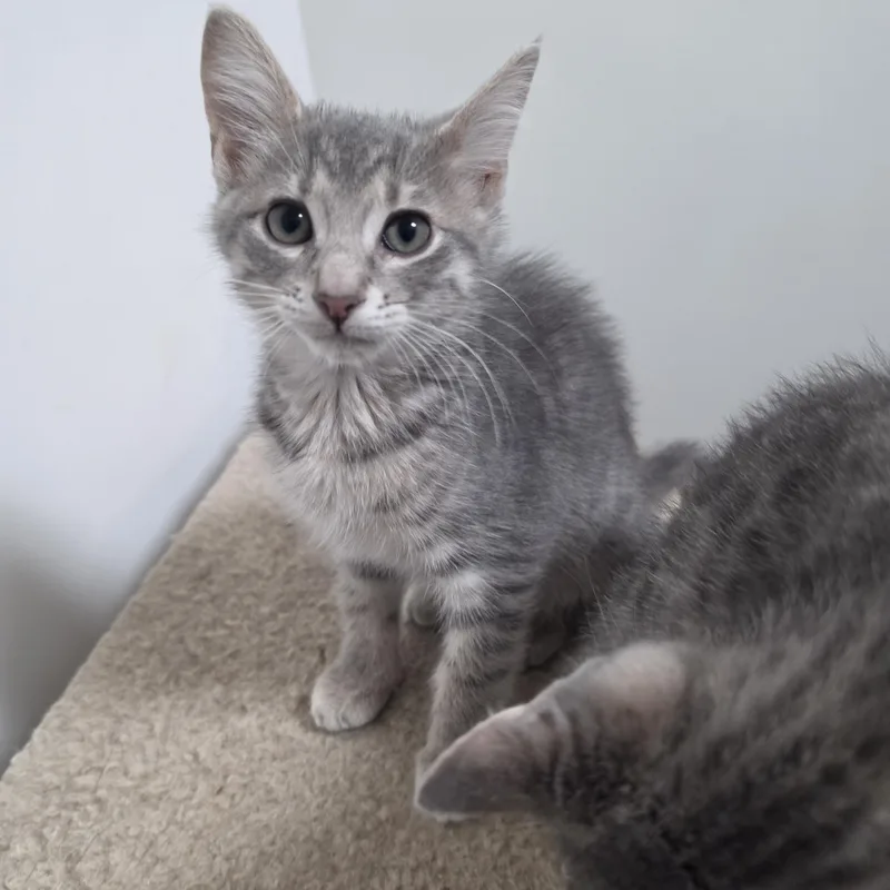 A baby small-sized male Gray / Blue / Silver Domestic Medium Hair cat named Merry for adoption in Lawrenceville, GA
