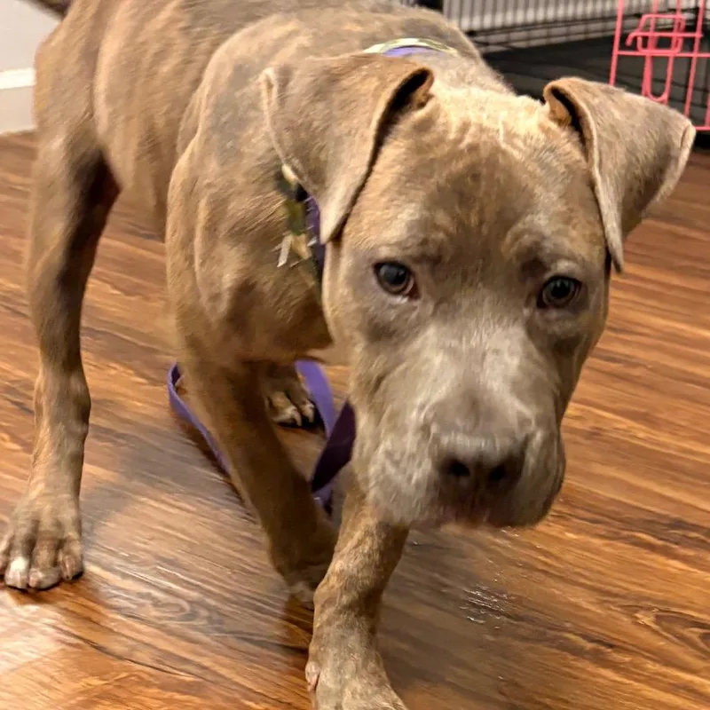 Pookie Bubble thumbnail 2