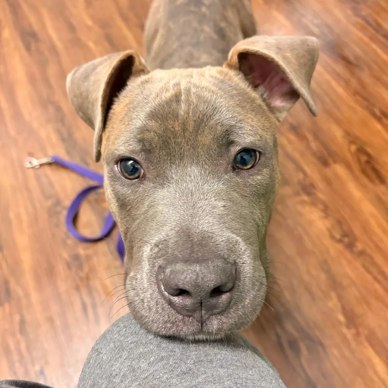 Pookie Bubble thumbnail 3