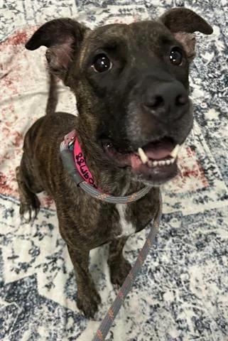 An adult large-sized female Pit Bull Terrier dog named Palmer for adoption in Dayton, OH
