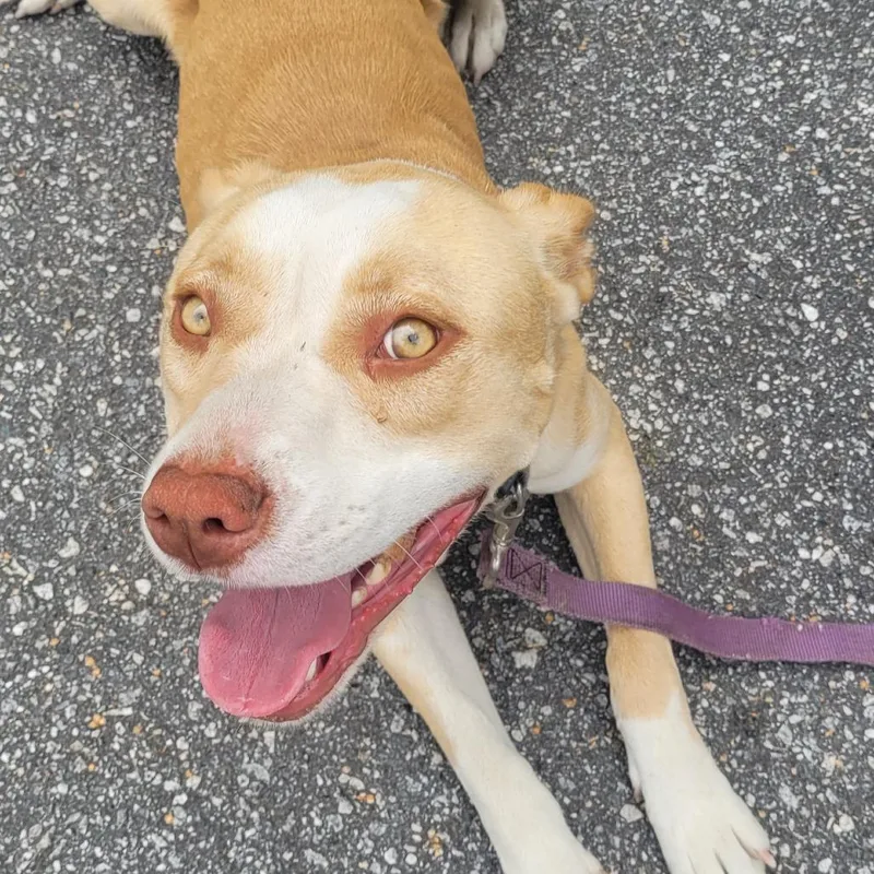 A young medium-sized female Yellow / Tan / Blond / Fawn Mixed Breed dog named Harbor for adoption in Columbus, GA