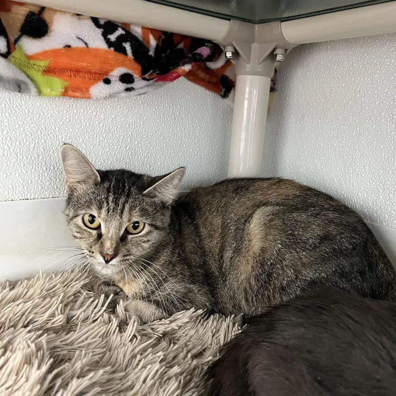 Mamma Mia thumbnail 2