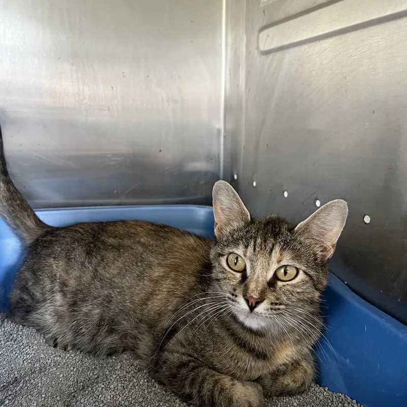 Mamma Mia thumbnail 3