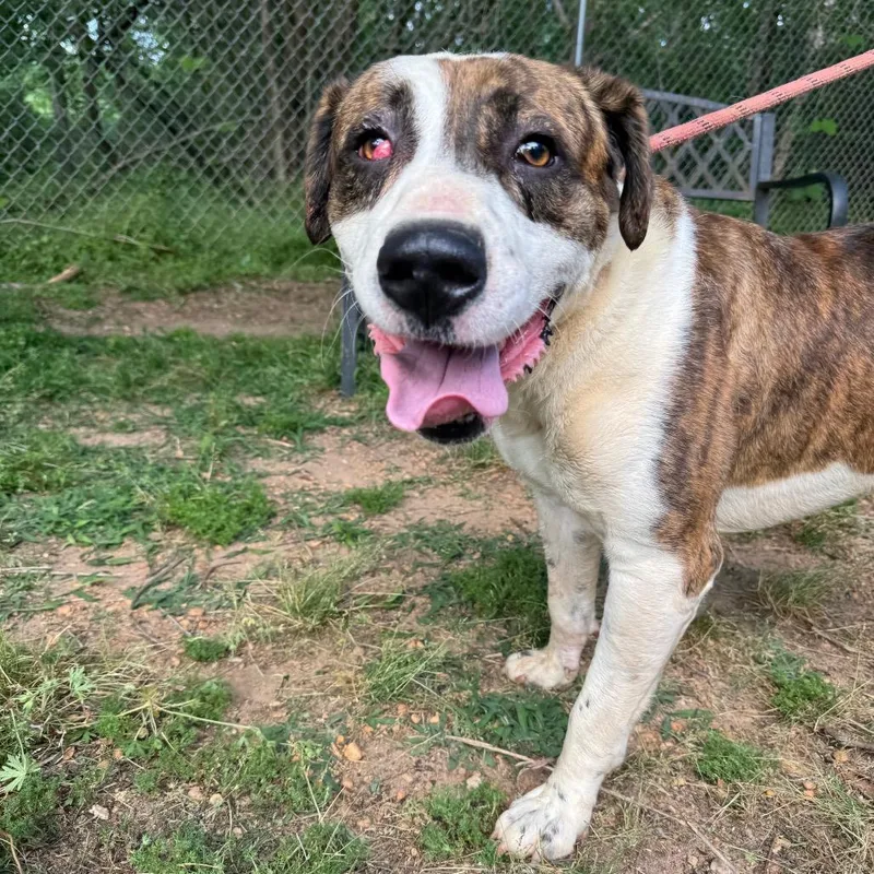 An adult large-sized male Brindle Mountain Cur dog named Buck for adoption in Monroeville, AL
