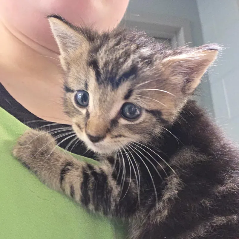 A baby small-sized male Brown / Chocolate Domestic Short Hair cat named Optimus Purrime for adoption in Chattanooga, TN