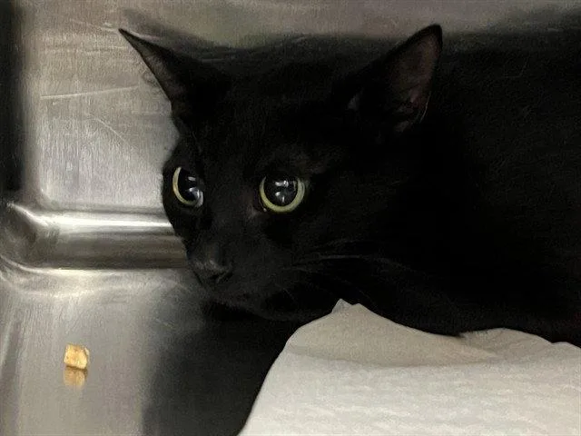 An adult medium-sized female Black Domestic Short Hair cat named Pie for adoption in Tavares, FL