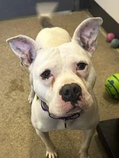 A young medium-sized female White / Cream Pit Bull Terrier dog named Keke for adoption in Cleveland, OH