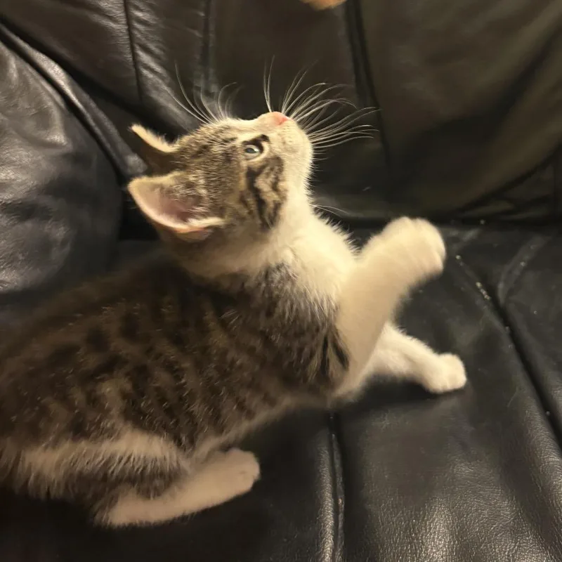 A baby small-sized female Gray / Blue / Silver Domestic Short Hair cat named Pearl for adoption in Germantown, MD