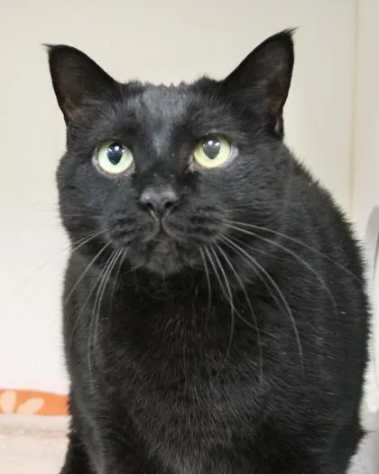 A senior medium-sized male Domestic Short Hair cat named Vanessa for adoption in Fishers, IN