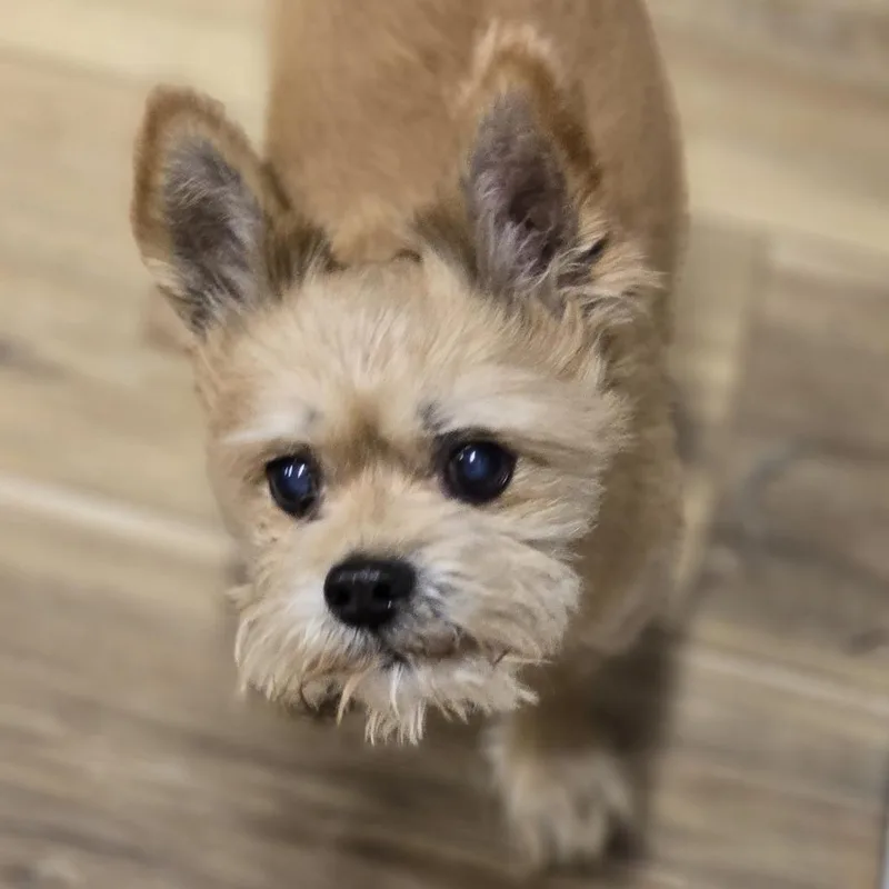 Pip