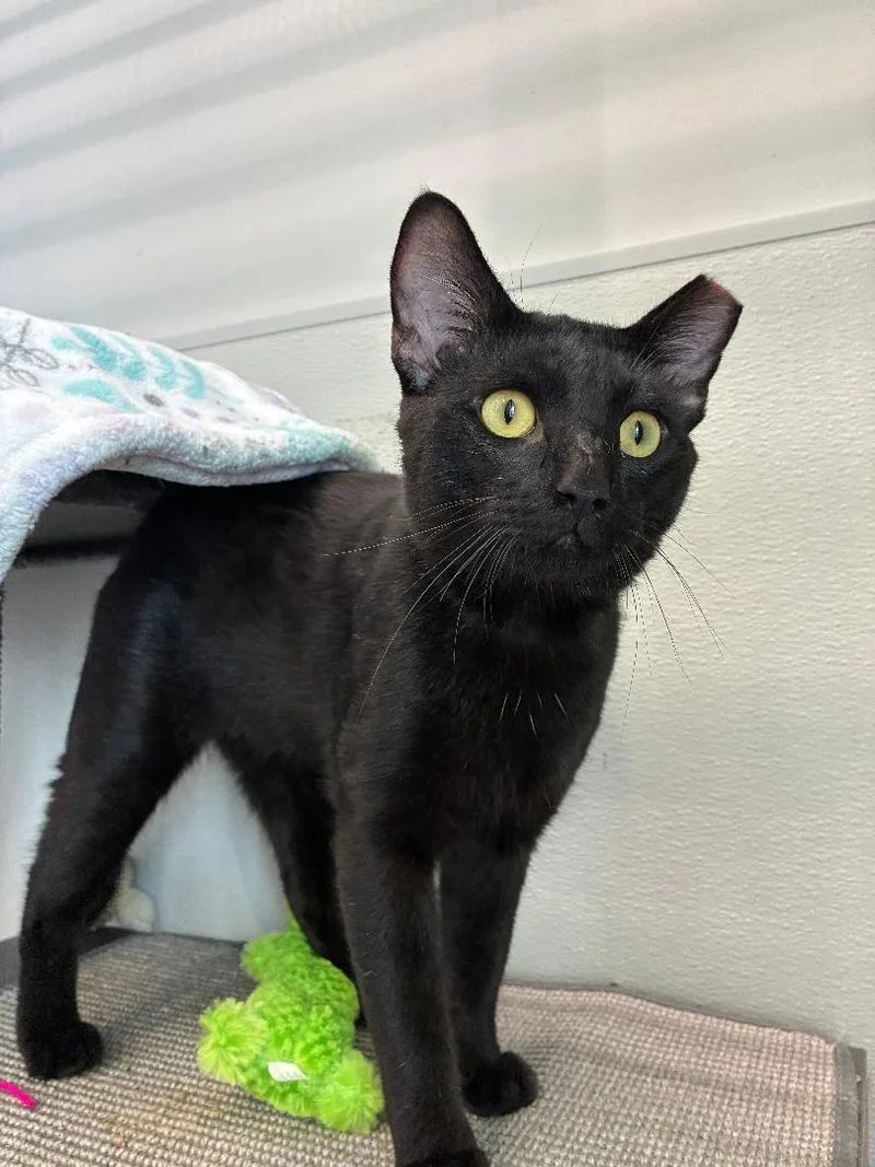 An adult medium-sized male Black Domestic Short Hair cat named Tuffy for adoption in Omaha, NE