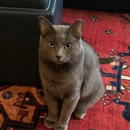 An adult large-sized male Gray / Blue / Silver Exotic Shorthair cat named Fedyenka for adoption in Redwood City, CA
