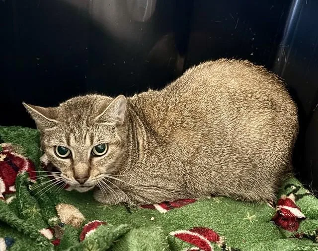 A young medium-sized female Domestic Short Hair cat named Socks for adoption in Kalamazoo, MI