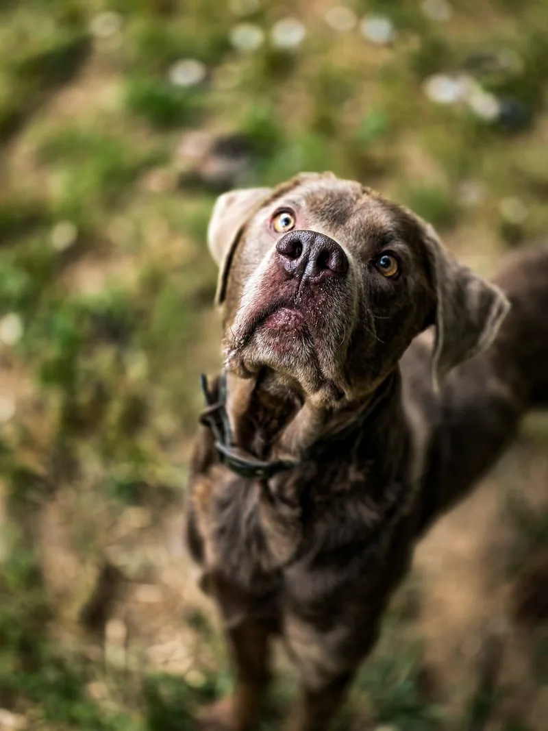 A young medium-sized male Mixed Breed dog named Theo for adoption in Shelburne, VT