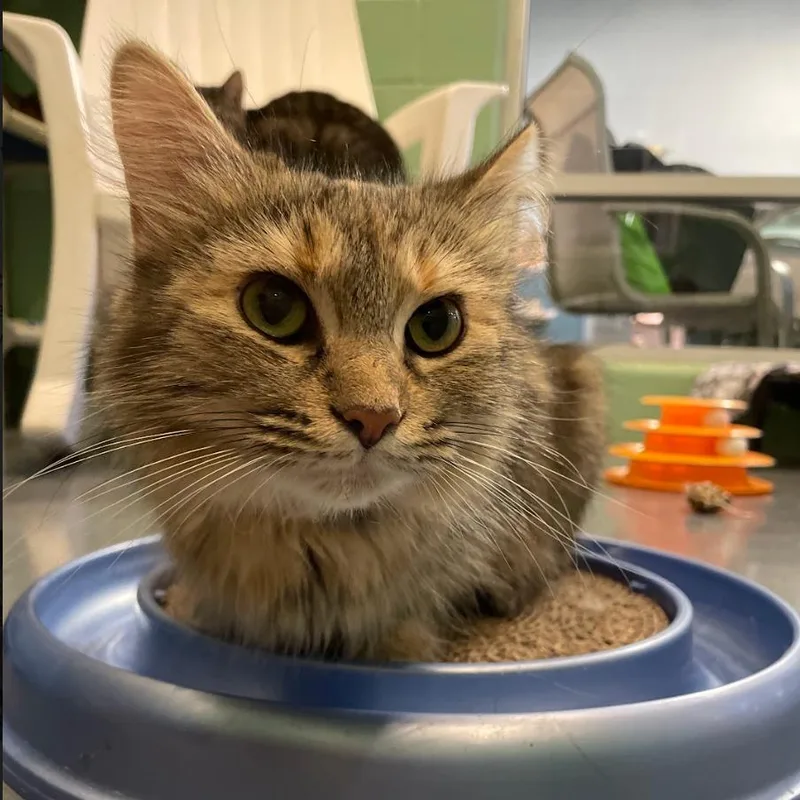 Helen Of Troy thumbnail 2