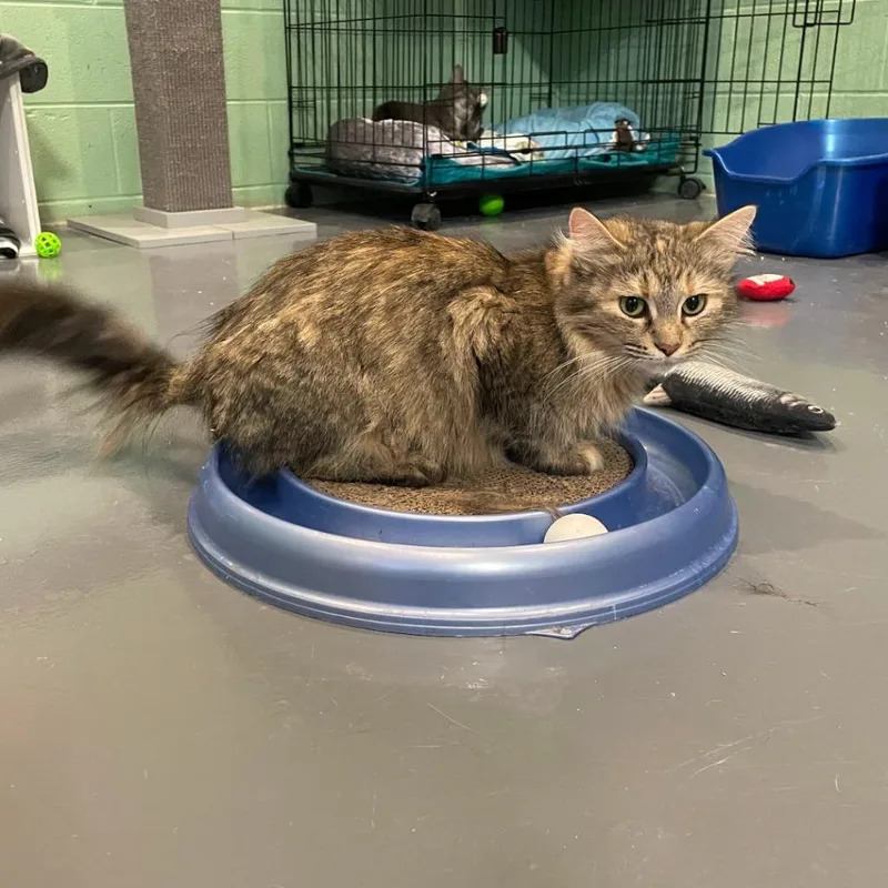 Helen Of Troy thumbnail 3