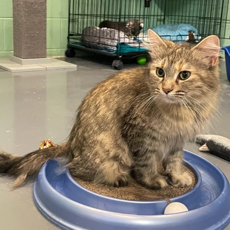 Helen Of Troy thumbnail 4