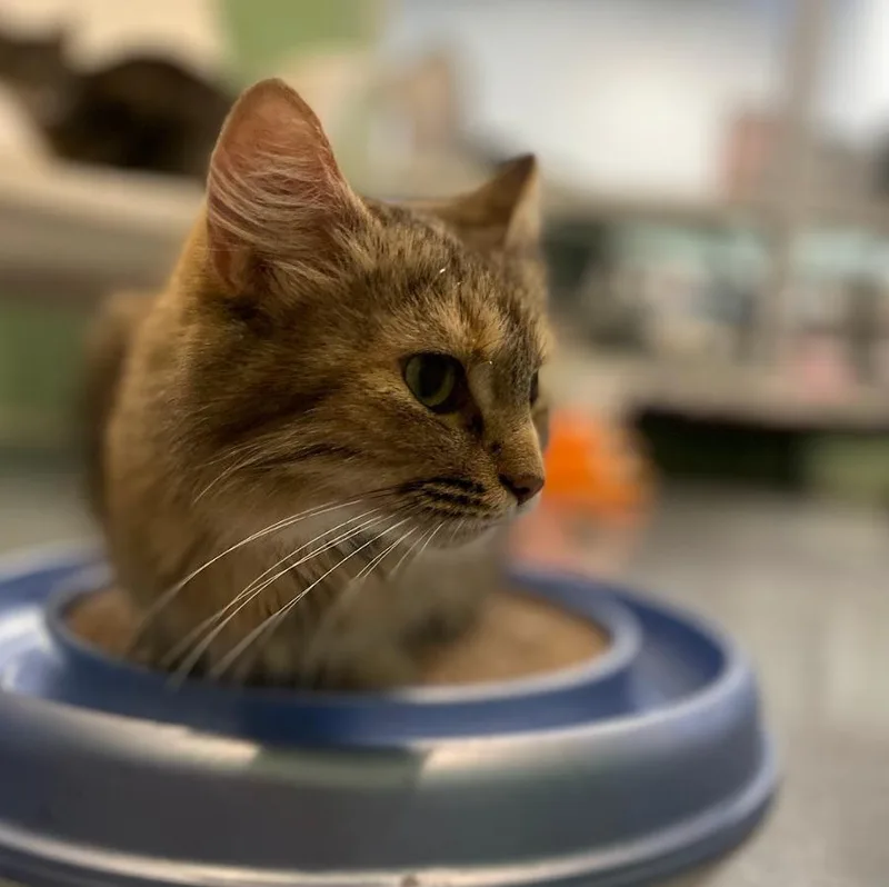 Helen Of Troy thumbnail 5