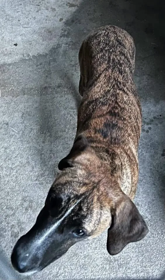 An adult large-sized female Hound dog named Jelly for adoption in Elkins, WV