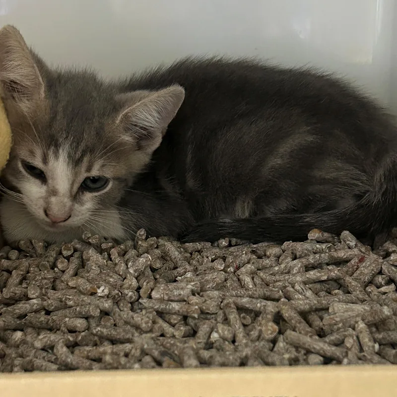 A baby small-sized male Tabby (Buff / Tan / Fawn) Domestic Short Hair cat named Pippin for adoption in Margate, FL