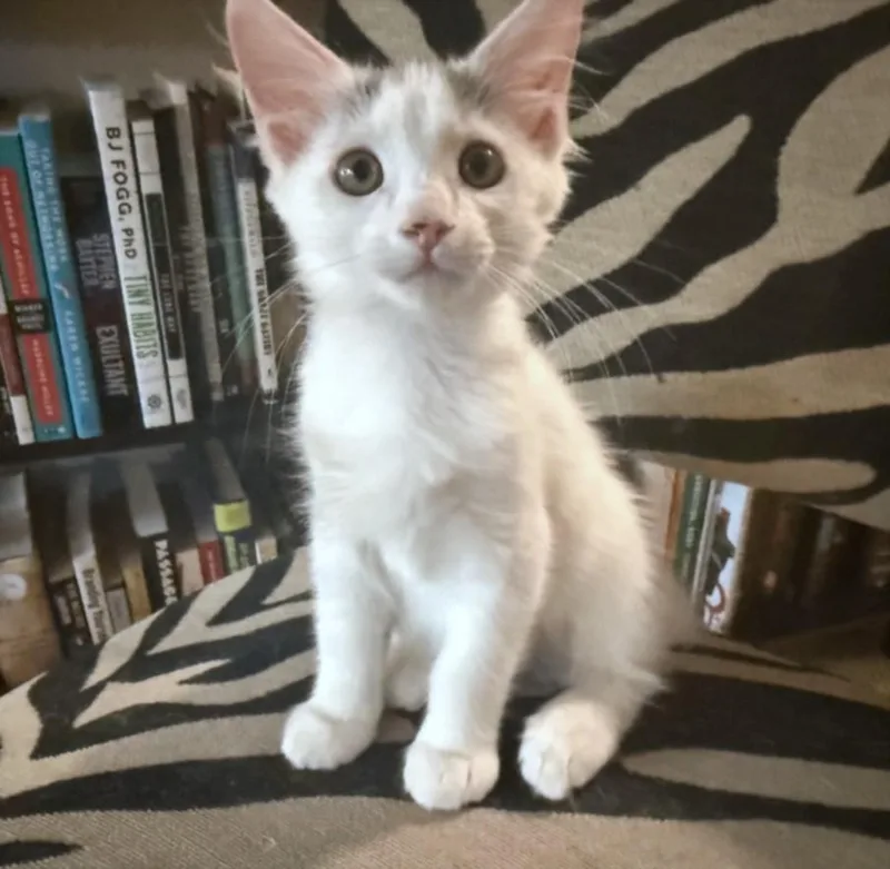 A baby small-sized male Domestic Short Hair cat named Bran for adoption in Burbank, CA