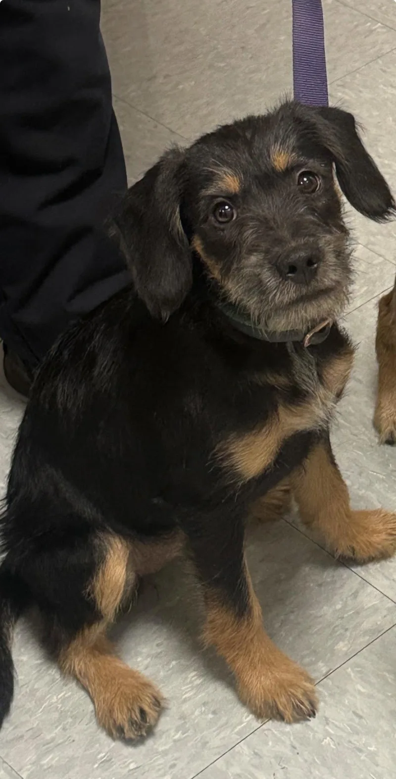 A young small-sized female Terrier dog named Serenity for adoption in Fort Worth, TX