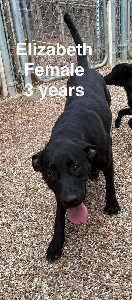 An adult large-sized female Labrador Retriever dog named Elizabeth for adoption in Waunakee, WI