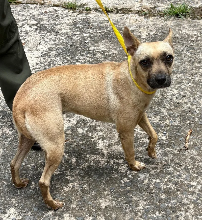 A young small-sized female Mixed Breed dog named Angiemissy for adoption in Rome, GA