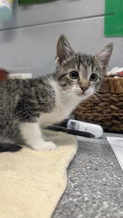 A baby small-sized female Domestic Short Hair cat named Bee for adoption in Largo, FL