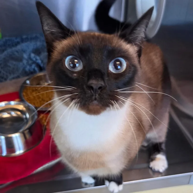 An adult medium-sized female Seal Point Domestic Short Hair cat named Gretel for adoption in Asheville, NC