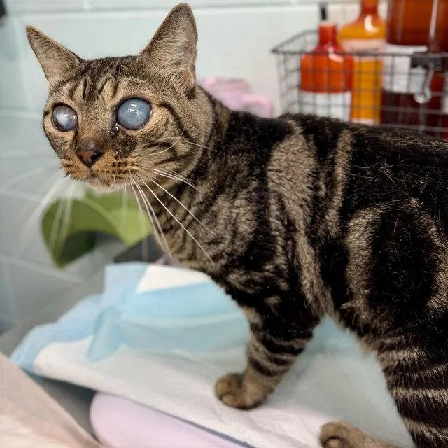 An adult large-sized male Brown / Chocolate Domestic Short Hair cat named Rushmore for adoption in Tavares, FL