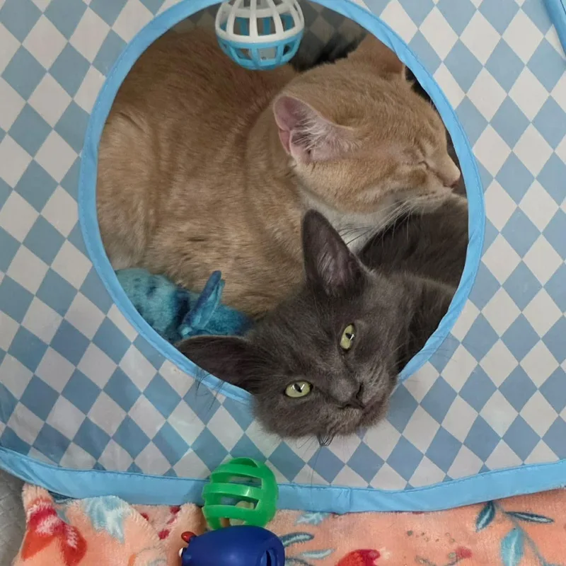A baby small-sized female Smoke Domestic Long Hair cat named Bright Eyes for adoption in Gladstone, OR