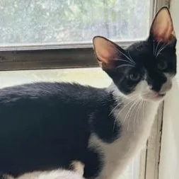 A baby medium-sized male Black & White / Tuxedo Domestic Short Hair cat named Shnoze for adoption in Warr Acres, OK