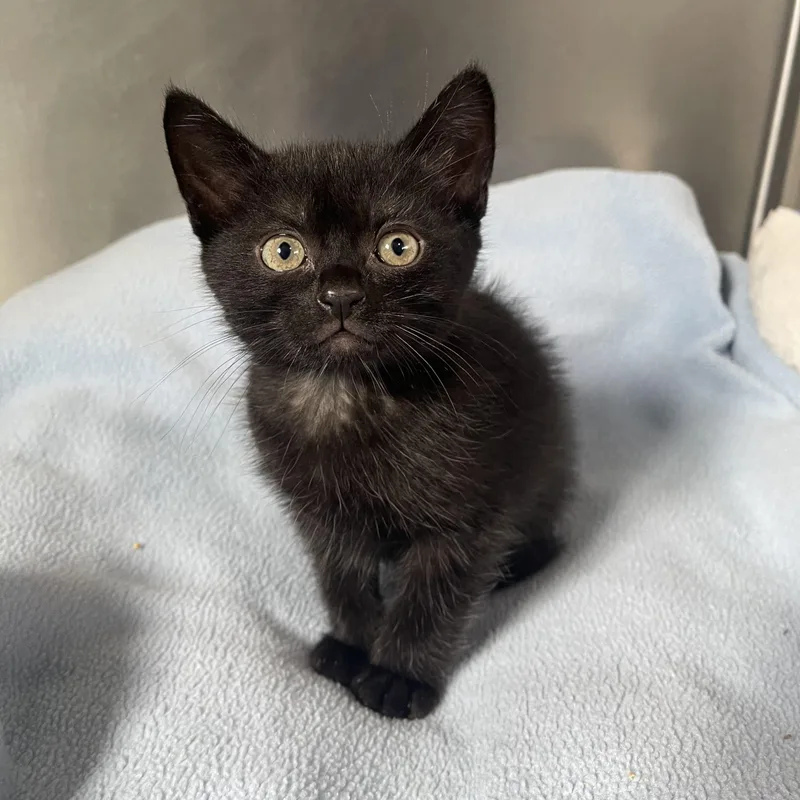A young small-sized male Black Domestic Short Hair cat named Hook for adoption in Lathrop, CA
