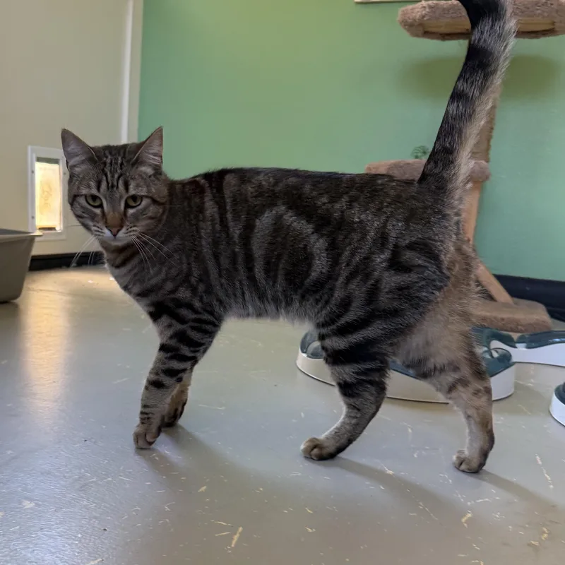 A young medium-sized female Domestic Short Hair cat named Harper for adoption in Jacksonville, OR