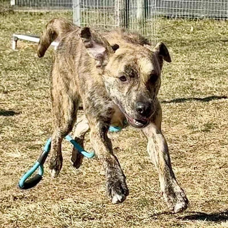 Cosmic Brownie thumbnail 2