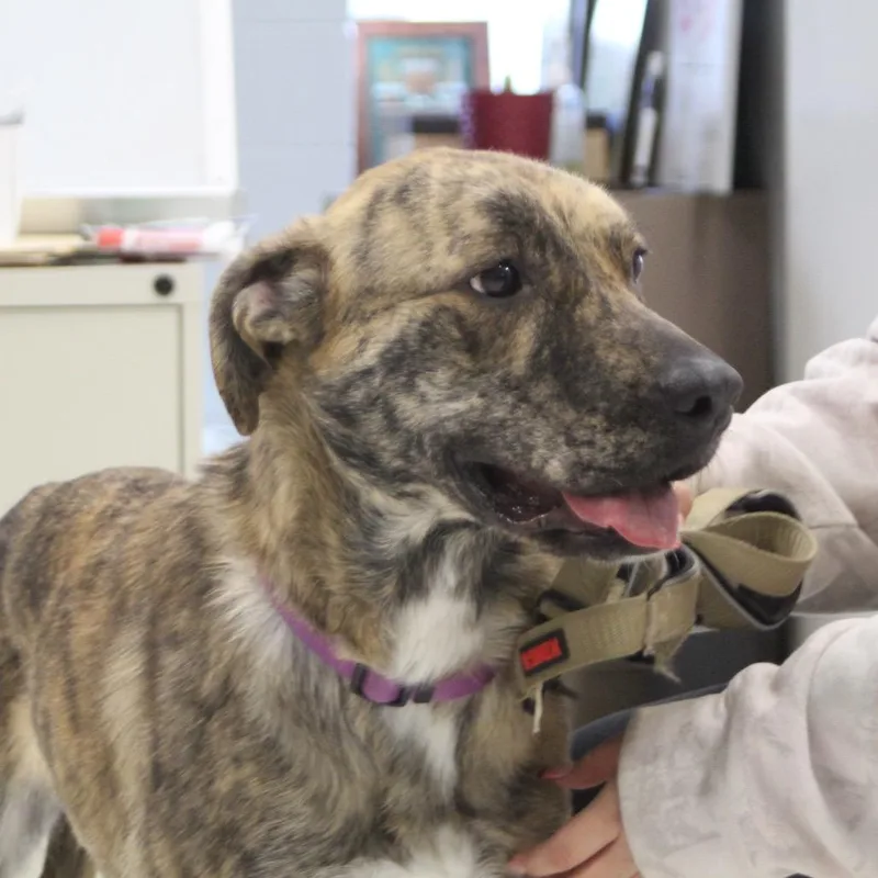 Cosmic Brownie thumbnail 3