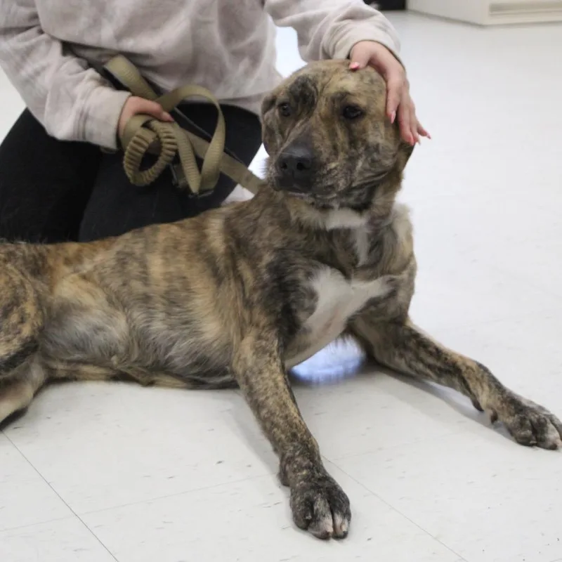 Cosmic Brownie thumbnail 4