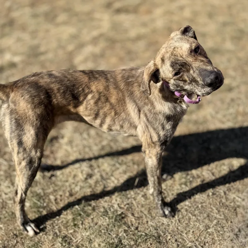 Cosmic Brownie thumbnail 5