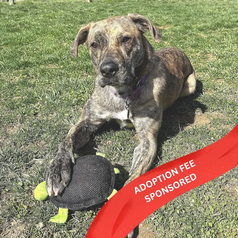 Cosmic Brownie thumbnail 6