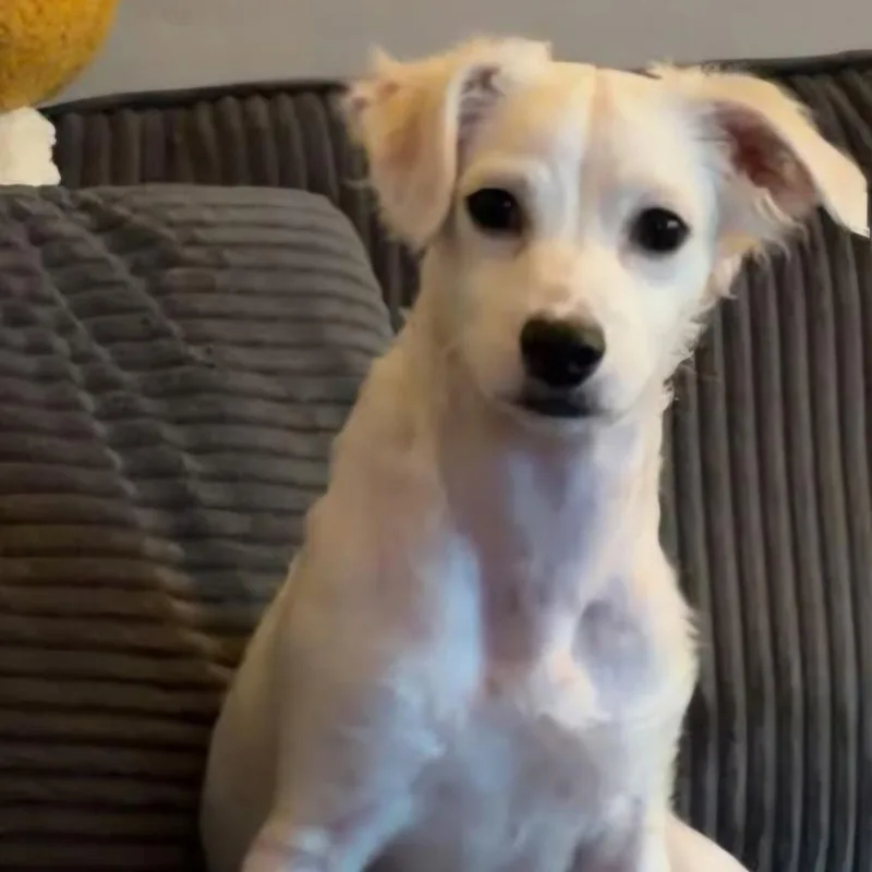 A young small-sized male Chihuahua dog named Leonardo for adoption in Tomah, WI