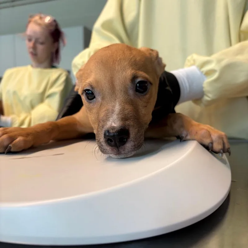 A baby small-sized male Yellow / Tan / Blond / Fawn Mixed Breed dog named Daven for adoption in Huntington, WV