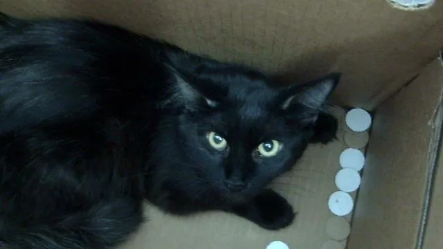 A young medium-sized female Domestic Short Hair cat named Charlotte for adoption in Dallas, TX