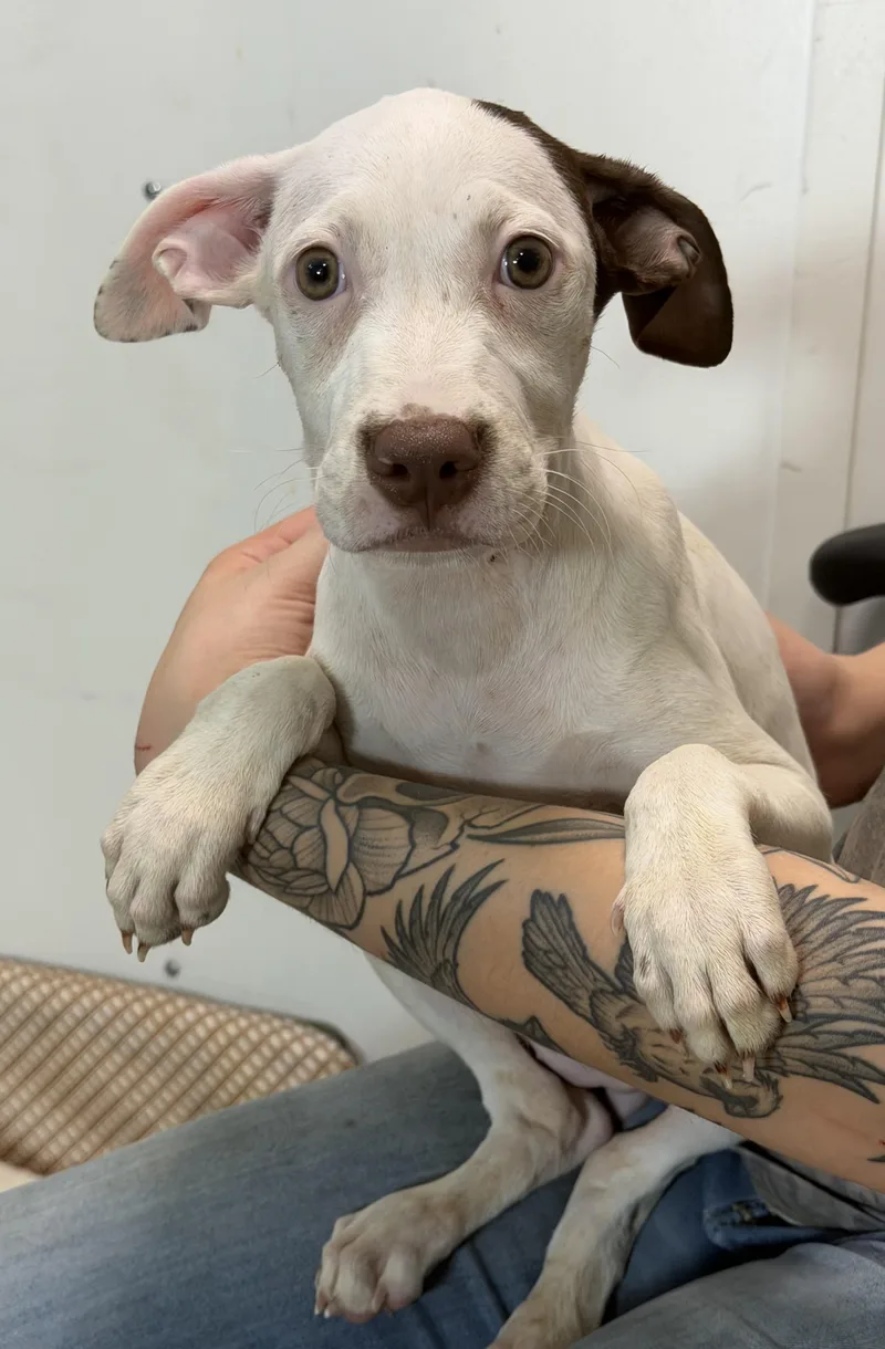 A baby medium-sized female Brown / Chocolate Pit Bull Terrier dog named Deema for adoption in Watertown, CT